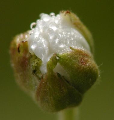 White Flowers