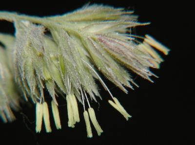 grassseed 01.JPG
