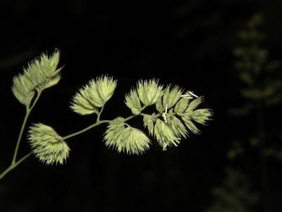 grassseed 08.JPG