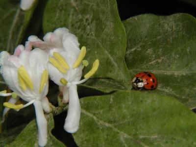 ladybug 01.JPG