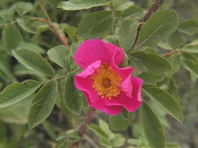 Pink Flowers