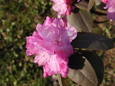 Rhododendrons
