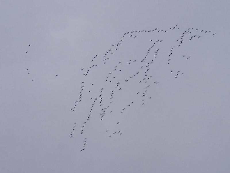 A few geese