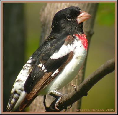 Cardinal  poitrine rose (Rose-breasted Grosbeak)