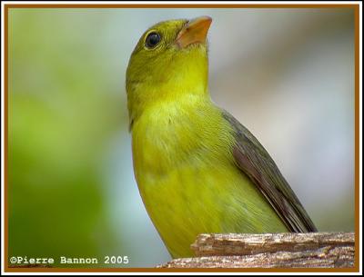 Piranga carlate (Scarlet Tanager)