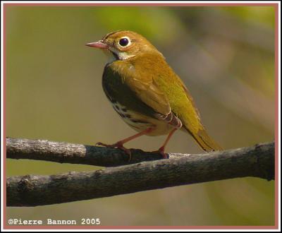 Paruline couronn (Ovenbird)