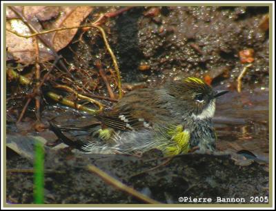 Paruline  croupion jaune (Yellow-rumped Warbler)