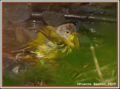 Paruline  joues grises (Nashville Warbler)