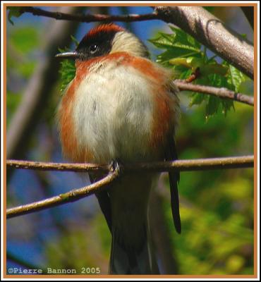 Paruline  poitrine baie (Bay-breasted Warbler)