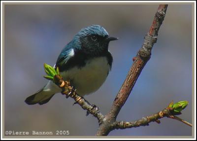 Paruline bleue (Black-throated Blue Warbler)