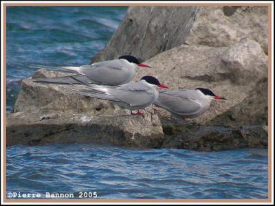 Sterne arctique (Sainte-Catherine)