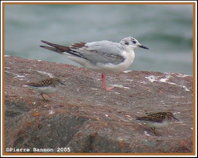 Mouette de Bonaparte (Sainte-Catherine)