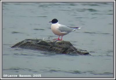 Mouette pygmée (Sainte-Catherine, 27 mai 2005)