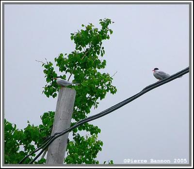 Sterne pierregarin (Elgin, 27mai 2005)