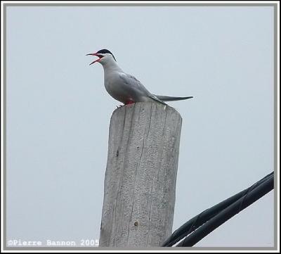 Sterne pierregarin (Elgin, 27mai 2005)