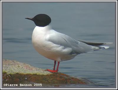 Mouette pygmée (Sainte-Catherine, 28 mai 2005)