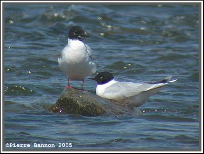 Mouette pygmée (Sainte-Catherine, 28 mai 2005)
