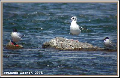 Mouette pygmée, Mouette de Bonaparte et Sterne arctique (Sainte-Catherine, 28 mai 2005)