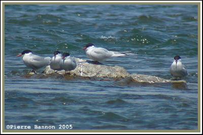 Sterne arctique (Sainte-Catherine, 28 mai 2005)