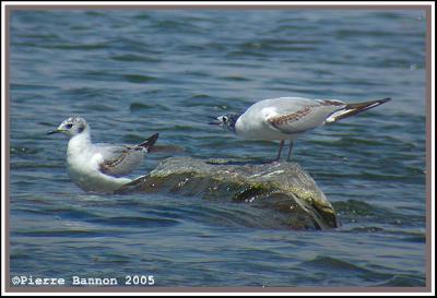 Mouette de Bonaparte (Sainte-Catherine, 28 mai 2005)