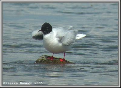 Mouette pygmée (Sainte-Catherine, 29 mai 2005)