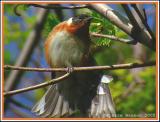 Paruline  poitrine baie (Bay-breasted Warbler)