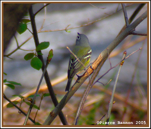 Viro  tte bleue (Blue-headed Vireo)