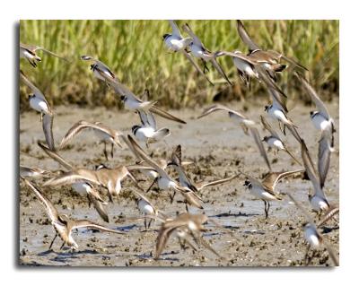 Squadron of Semipalmated Plovers