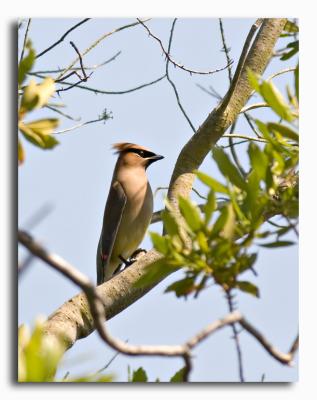 Cedar Waxwing