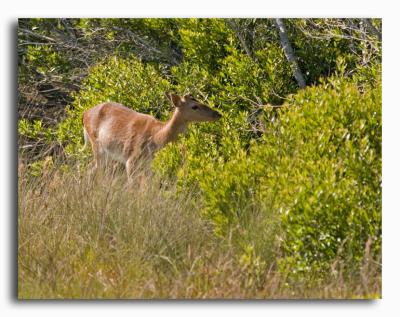 European Fallow Dear