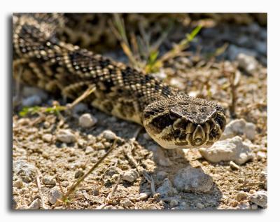 Eastern Diamondback Rattler