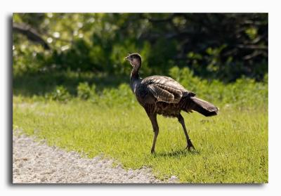 Female Wild Turkey