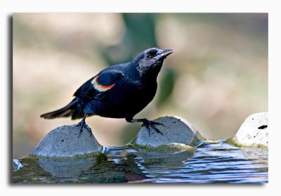 Redwing Blackbird - Male