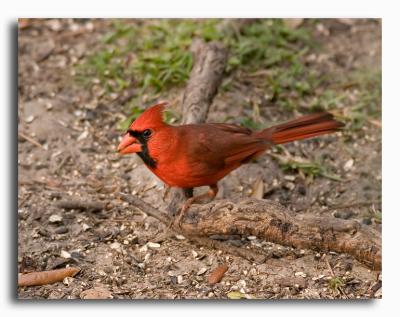 Cardinal - Male