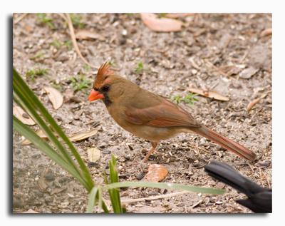 Cardinal - Female