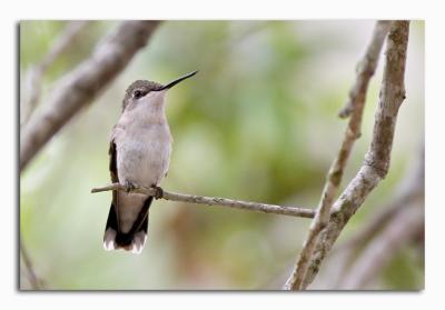 Hummingbird (Probably Female Ruby-Throated)