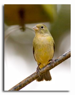 Painted Bunting - Female