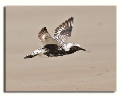 Black-Bellied Plover in flight