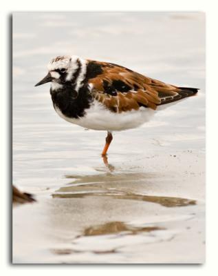 Ruddy Turnstone