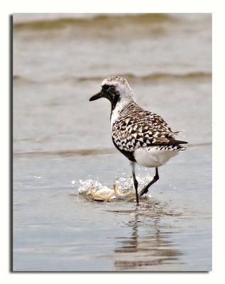 Black-Bellied Plover tormenting a hapless crab
