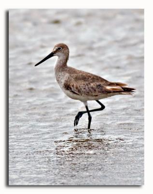 Willet