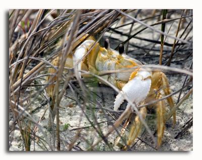 Ghost Crab - trying to hide