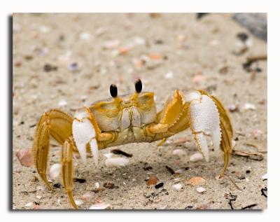 Ghost Crab - Living dangerously out in the open