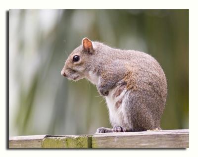 Momma Squirrel