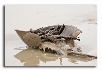 Gallery:  Little St. Simons Island