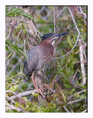 Little Green Heron