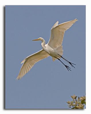 Great Egret
