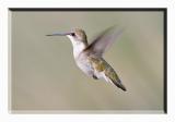 Hummingbird (Probably Female Ruby Throated)