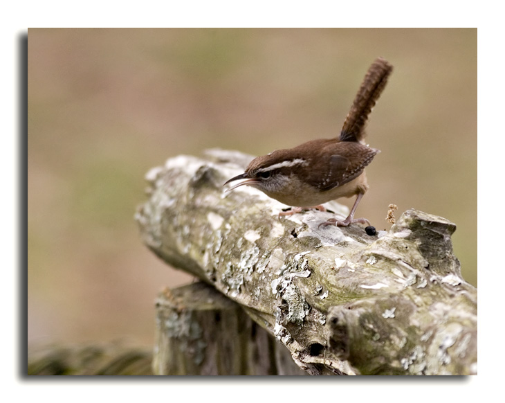 Carolina Wren