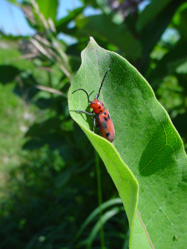 obug.jpg